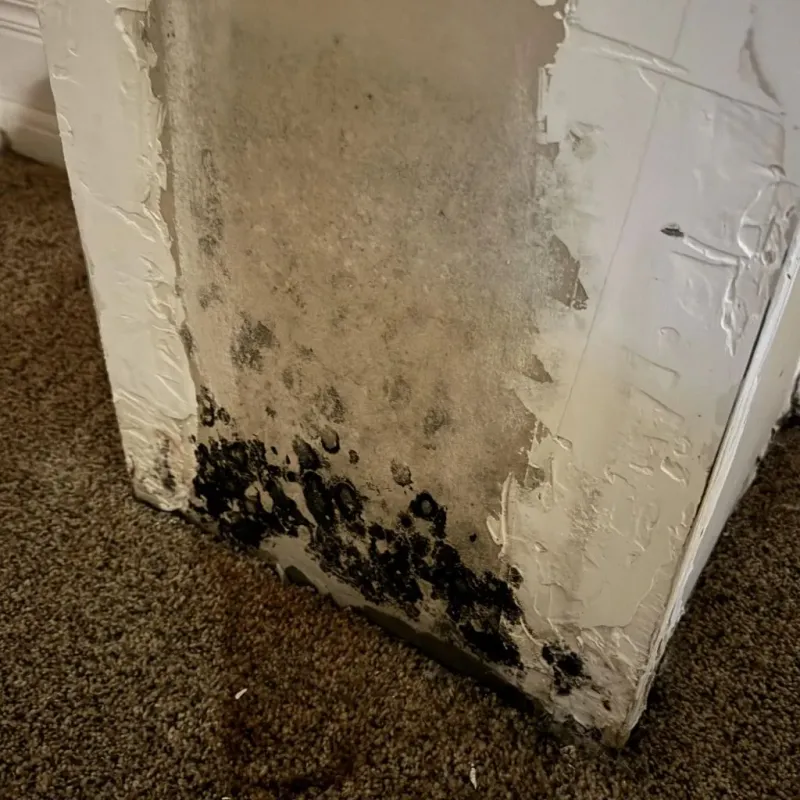 Professional Mold Removal in Keyes, CA
